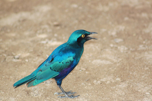 Great Lent: A Time for True Awareness